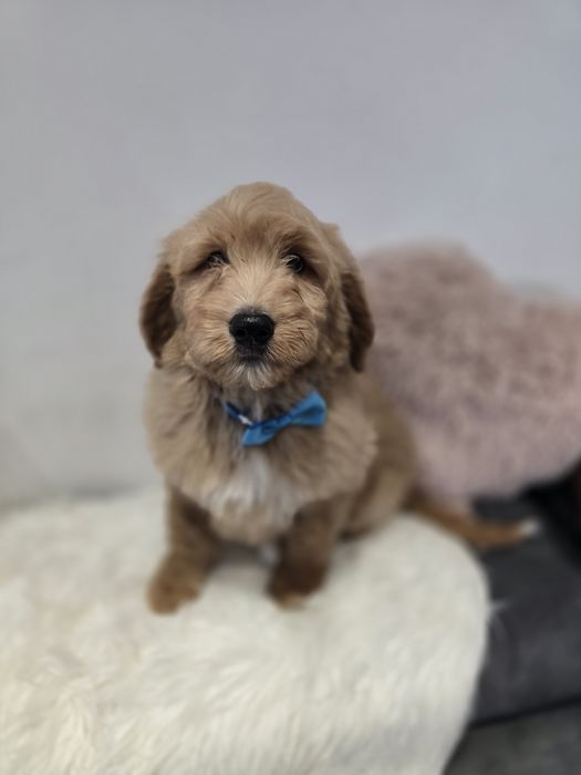 Goldendoodle f1 standard