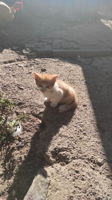 Кошенята безкоштовно