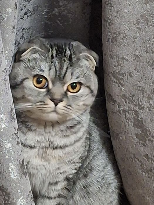 Шотланська дівчинка