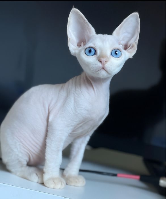 Malutka koteczka point Devon Rex Chojna • OLX.pl