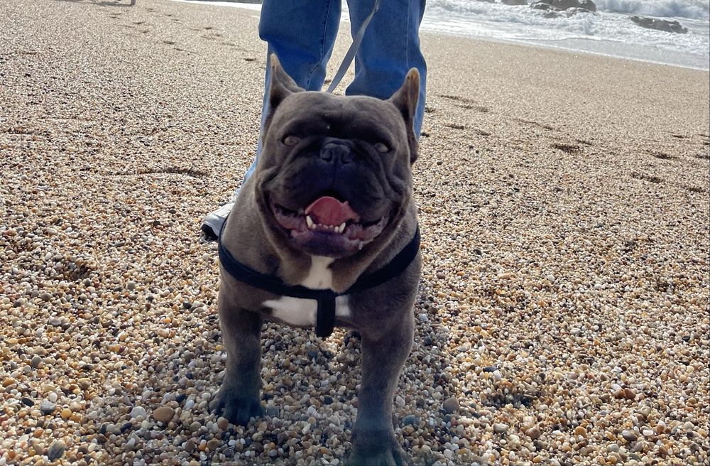 Bulldogue frances  para montas