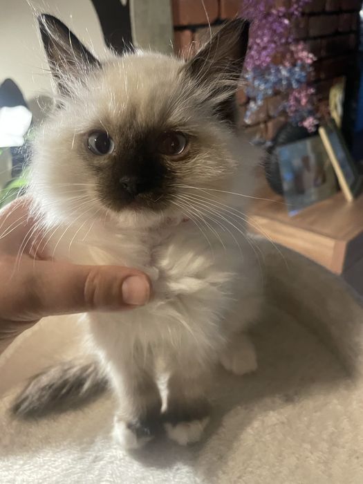 Koteczka kot Ragdoll z rodowodem gotowa