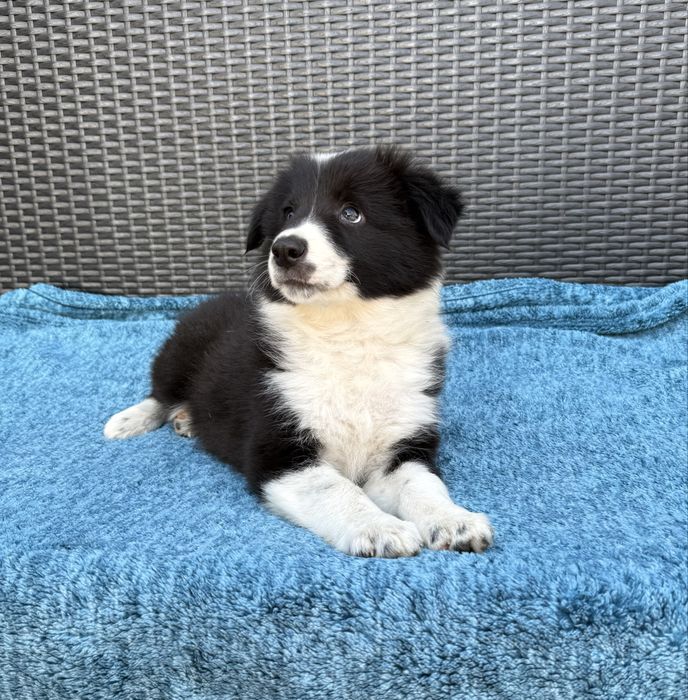 Border Collie przepiękna klasyczna sunia black & white Daisy