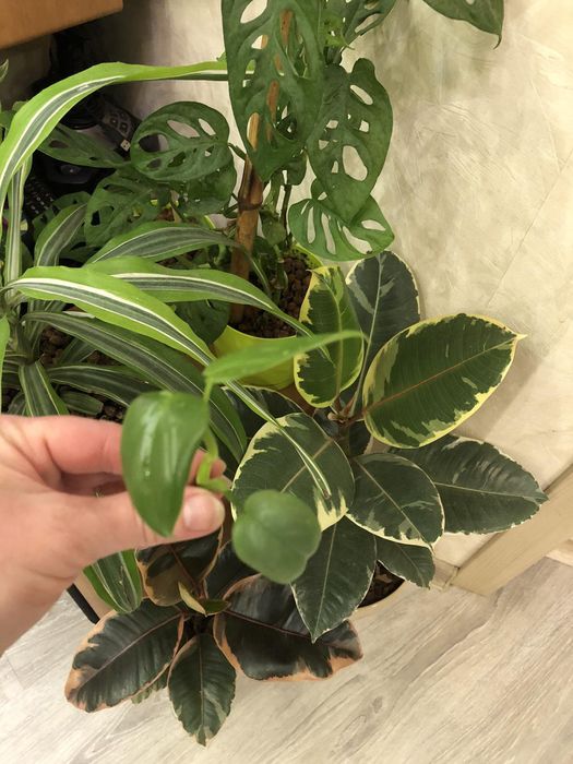 Продам красивый набор филодендронов либо по отдельности)!