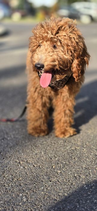 Cockapoo/ dziewczynka