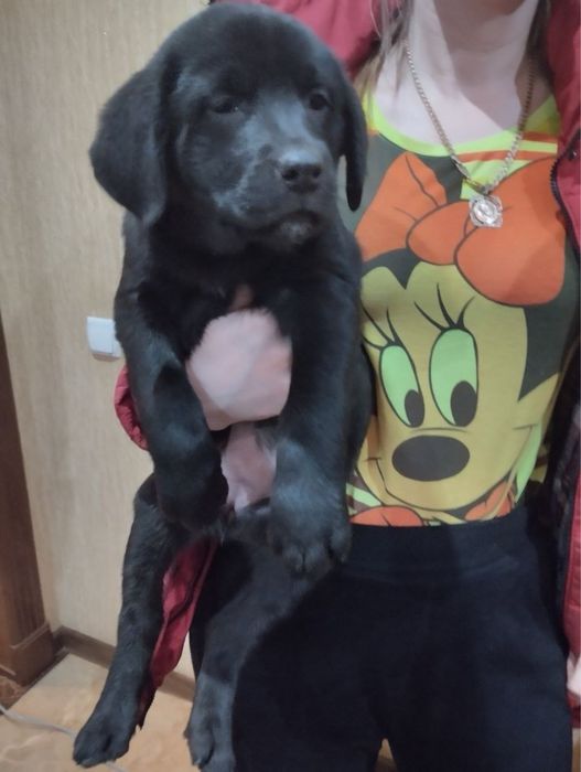 Продам цуценят Лабрадорів