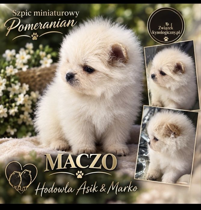 Szpic Miniaturowy Pomeranian