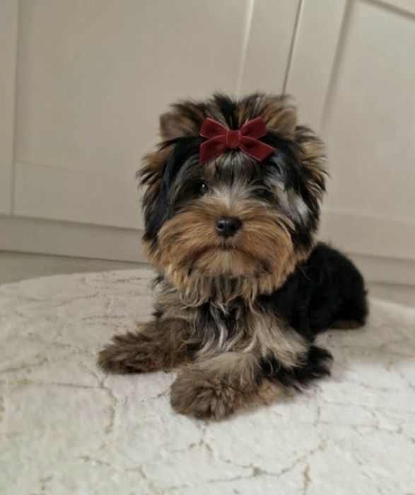 Yorkshire Terrier York FCI ZKwP Piesek