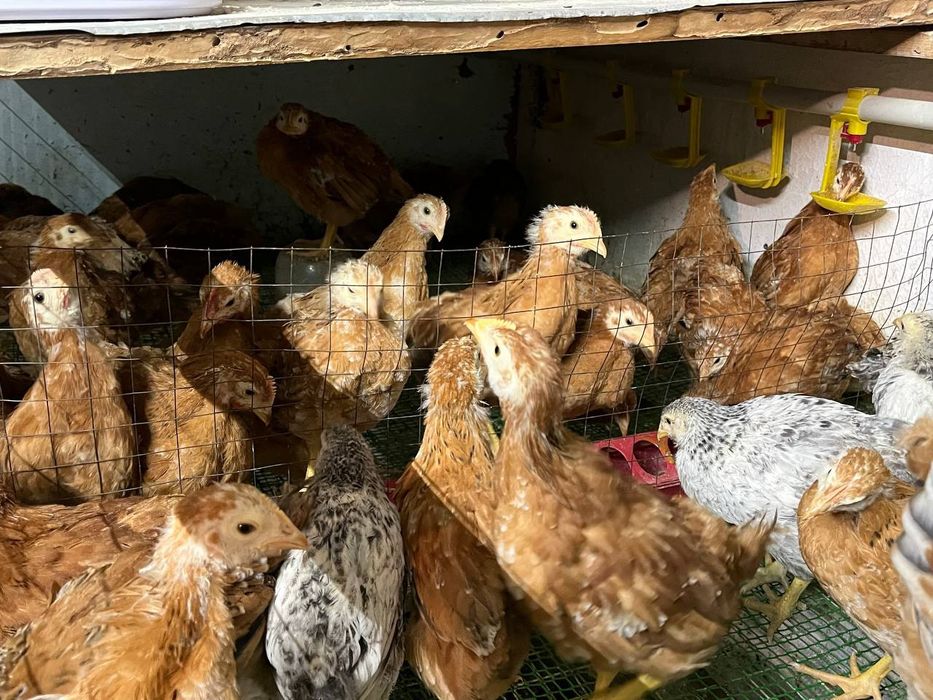 Підрощені курчата