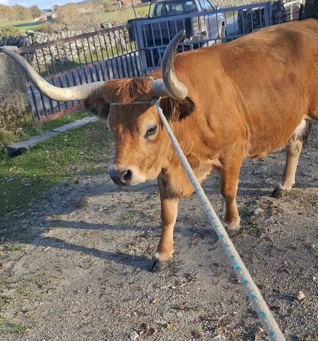 Vaca barrosã 11 anos