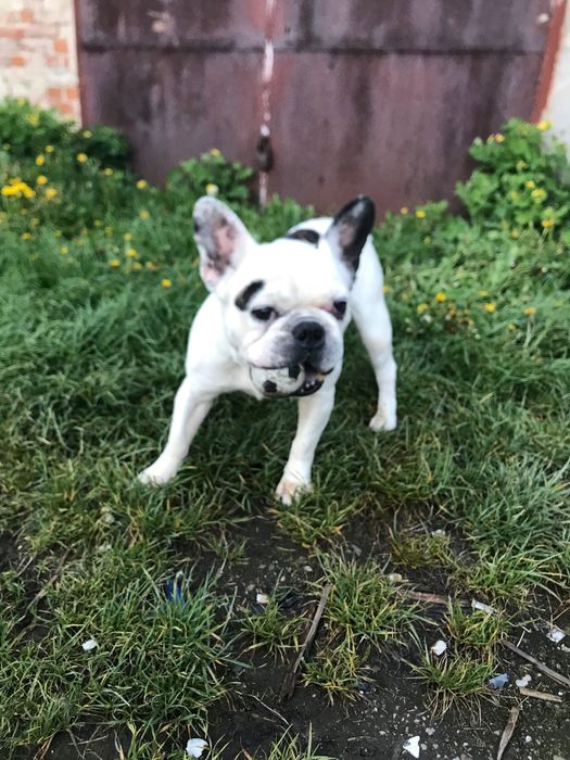 Щукаэмо дівчинкудлв’язки з французом  оплата з нас плюс купівля цуценя