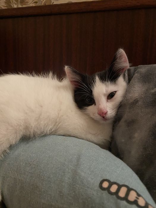 Отдам бесплатно