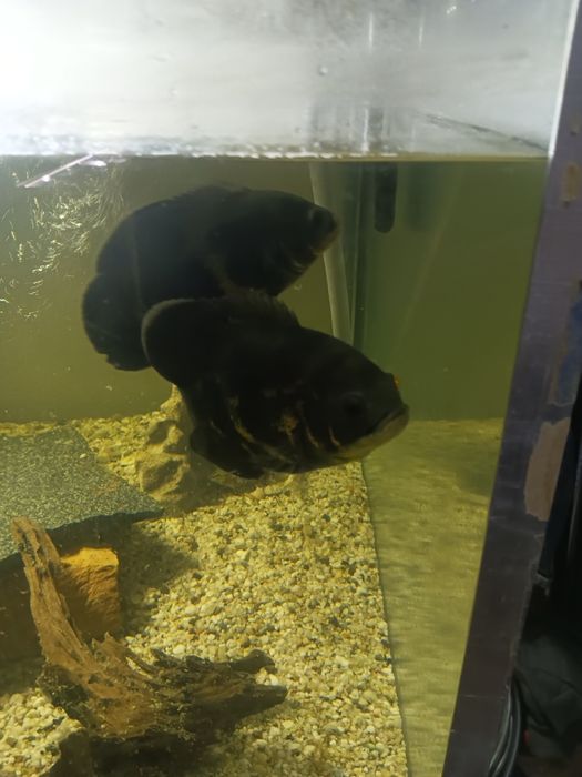 Pielęgnice Pawiookie