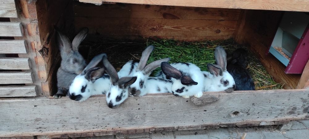 Кріль, самець кроля, німецький строкач