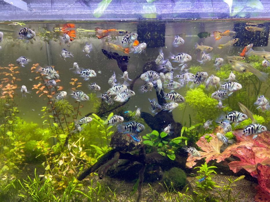Peixes (parrot polar saphire blue )