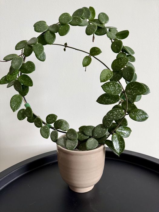 Hoya Matilde / Хойя Матильда