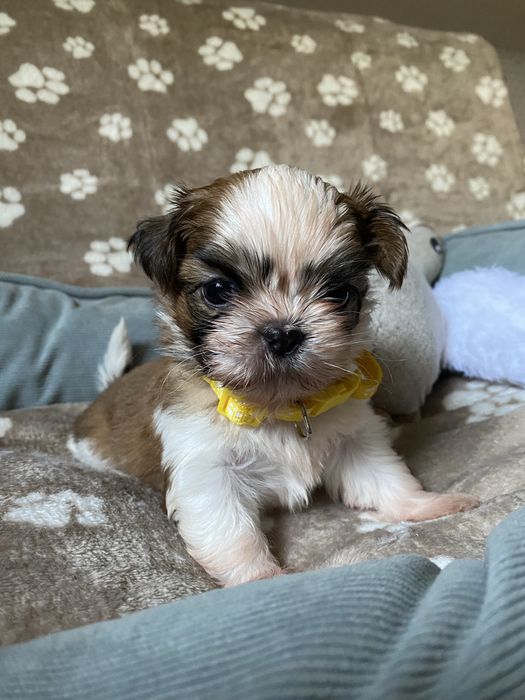 Szczeniak shih-tzu Simba