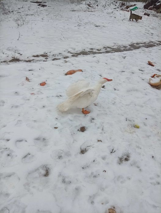 Шипуни качки білі