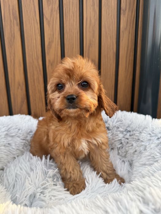 Cavapoo, pudel toy, cavalier , badania , dziewczyna, gotowy do odbioru