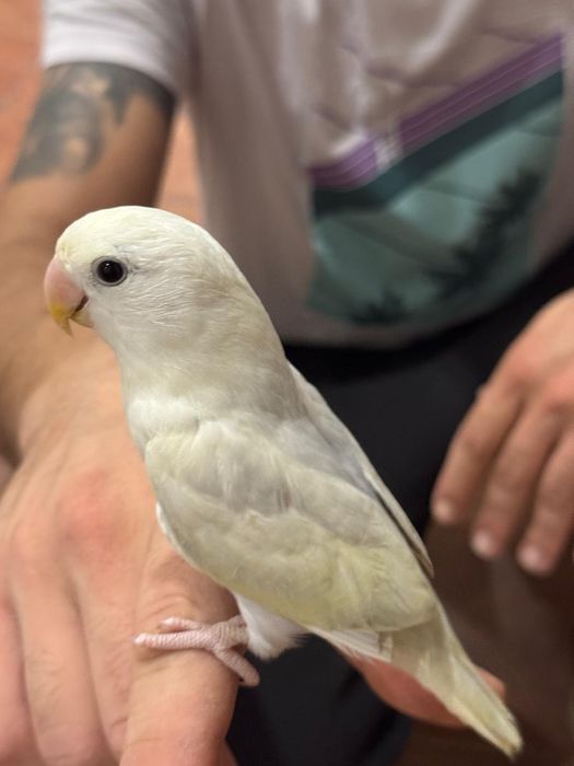 Agapornis domesticados muito meigos