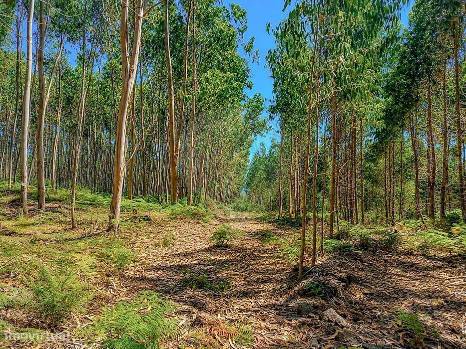 Terreno  para venda