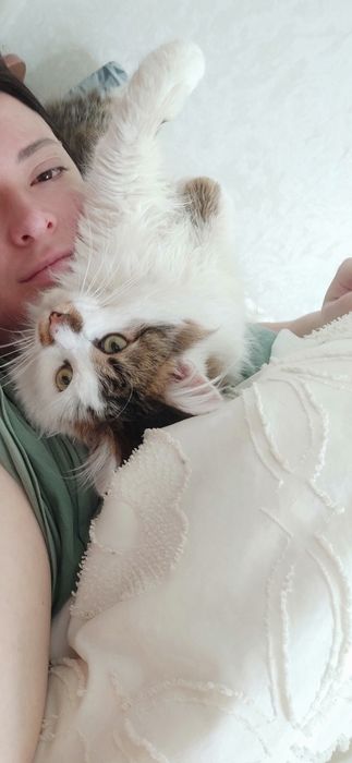 Віддам котика 1 рік