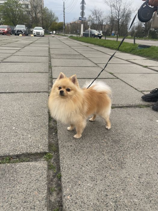 Шпиц ищет невесту