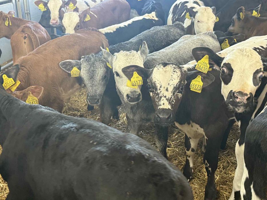 Cielęta z gospodarstw – wysoka zdrowotność