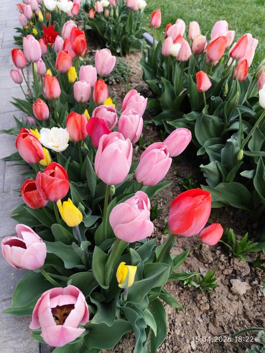 Cebulki tulipanow