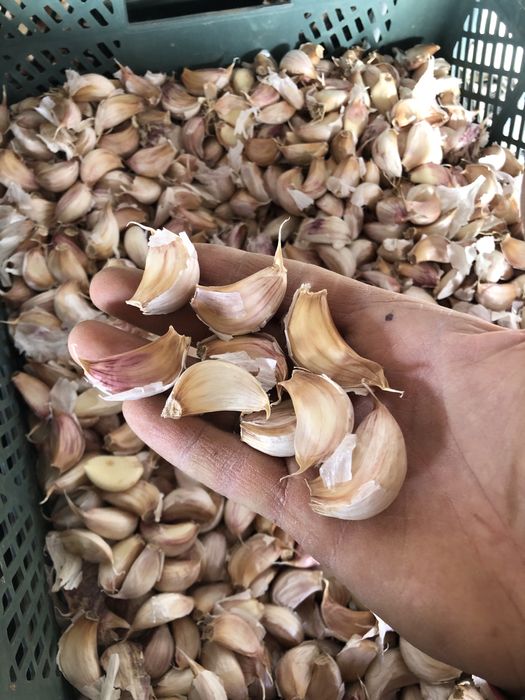 Czosnek polski ząbki sprzedam