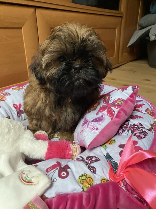 Zlota sunia  z czarna maska