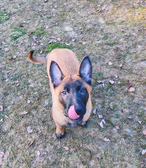 Дівчинка малінуа 4 місяці вартість знижена! З документами!