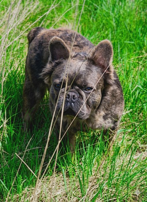 Buldog francuski pies 15 miesięcy