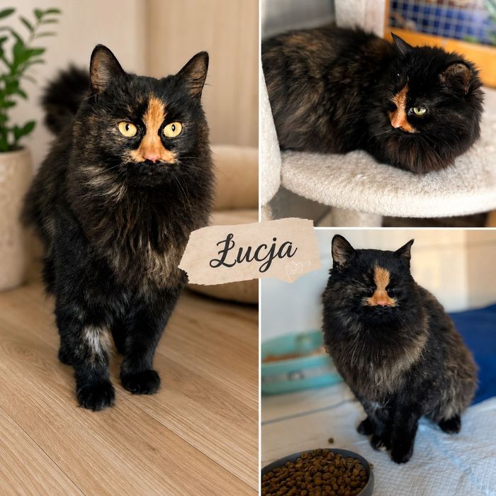 Łucja błaga o dom..