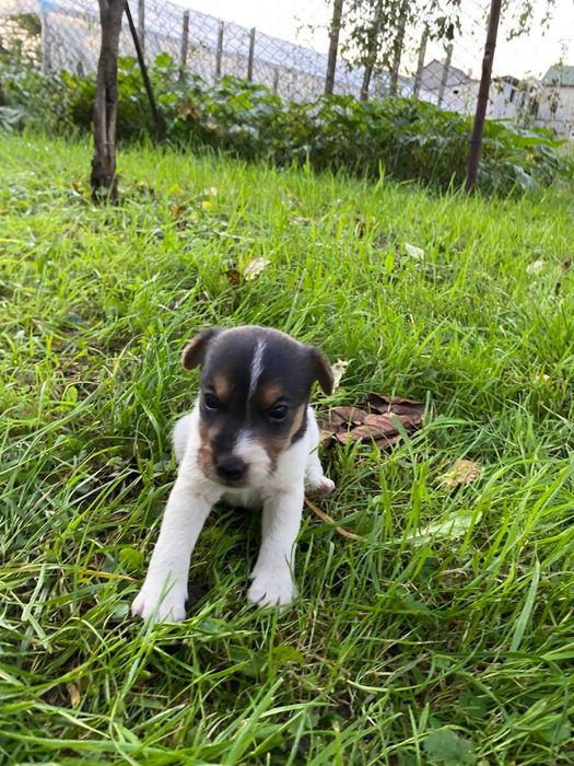 Щенята породи Фоктерєр-Ягтерєр