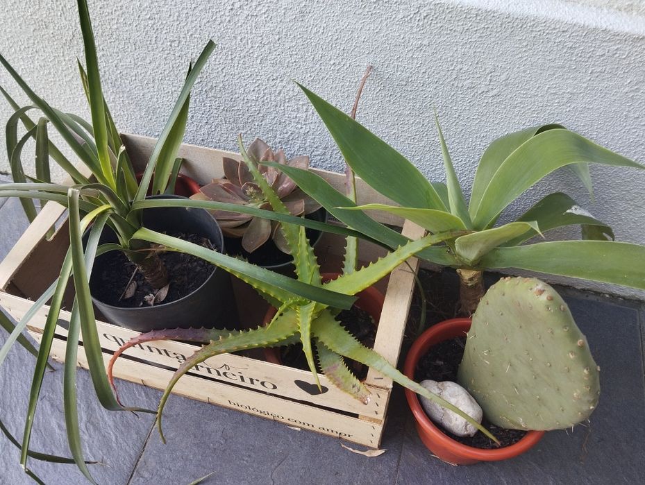 Cabaz de suculentas para Natal