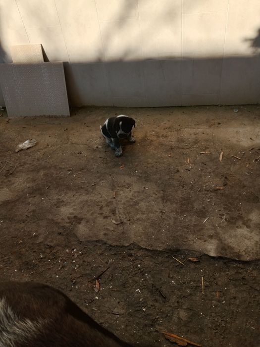 Szczeniaki owczarek środkowoazjatycki