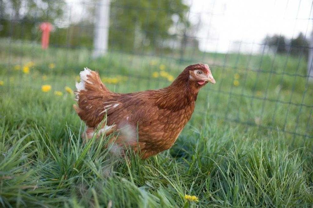 Kurki nioski Tetra brązowa dowóz Gratis