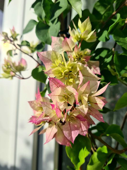 Bougainvillea bugenwilla kremowa zielona 90 - 100 cm bugenwila