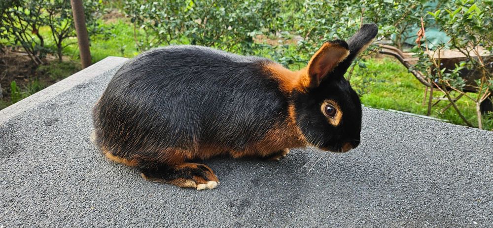 Króliki podpalane czarne z rodowodami.