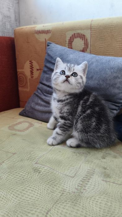 Кошечка шотландка