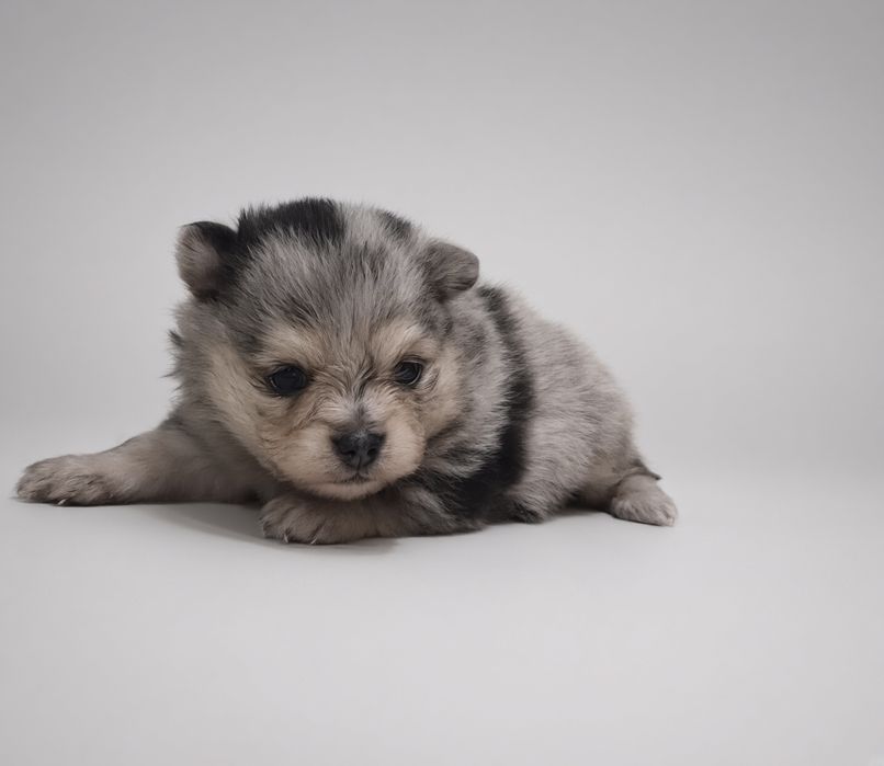 Szpic miniaturowy suczka blue merle and tan piękna