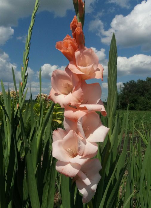 Продам цибулини гладіолусів