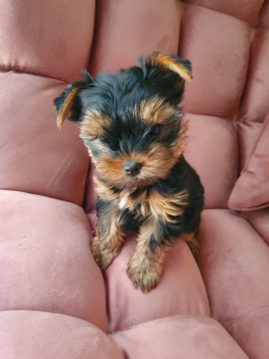 Щенята йоркширський тер'єр, дівчатка і хлопчики