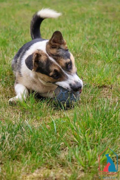 MŁODY, WESOŁY, aktywny, uwielbia aportować piłeczki