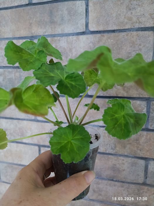 Продам сортові пеларгонії