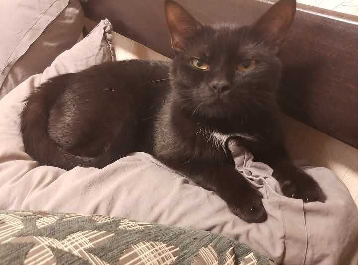 Молоденькі та мініатюрні чорняві красуні) Бонус - мають паспорт тощо!