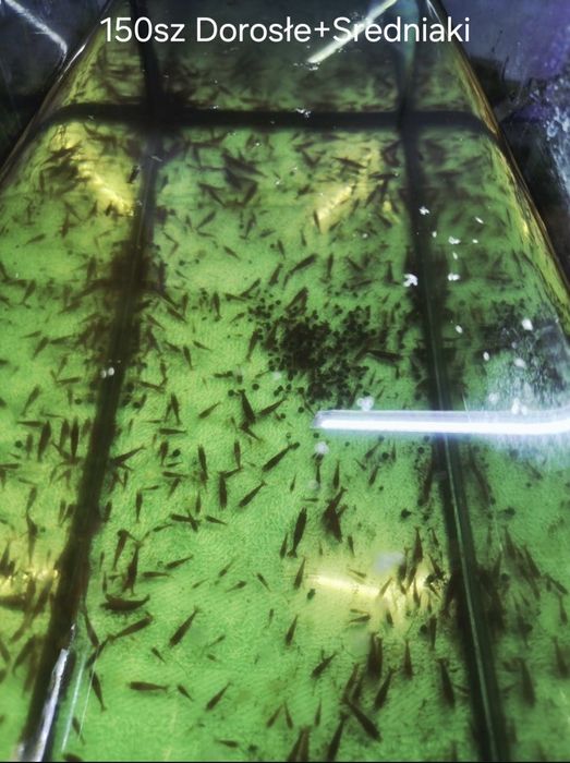 Bloody Mary.    Okazja!!! Likwidacja stada +Gratisy