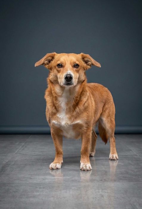 ALINA - piękna sunia w typie corgie