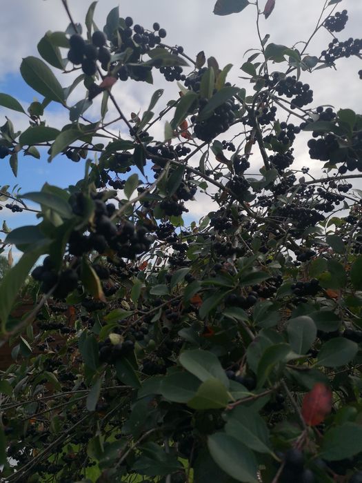 Aronia ekologiczna nie pryskana